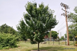 Acer rubrum 'New World' — photo 1